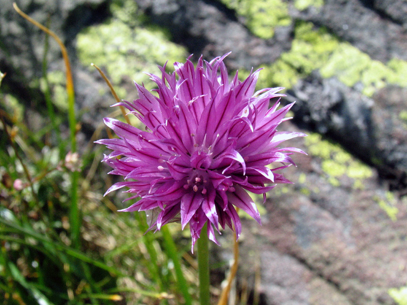 Allium schoenoprasum L.